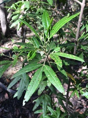 Zieria (Zieria)