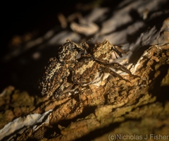 Poropterus angustatus
