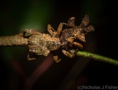 Eurychirus bituberculatus