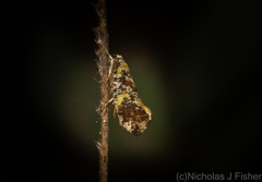 Monopis chrysogramma