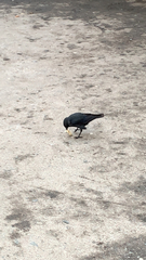 Corvus monedula