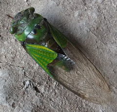 Hemisciera maculipennis