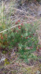 Agathosma foetidissima