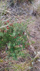 Agathosma foetidissima