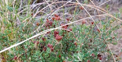 Agathosma foetidissima