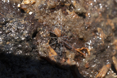 Desidae