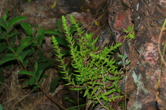 Crassula setulosa jenkinsii