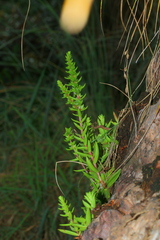 Crassula setulosa jenkinsii