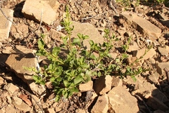 Chascanum cuneifolium