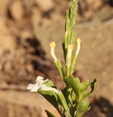 Chascanum cuneifolium