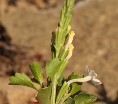 Chascanum cuneifolium