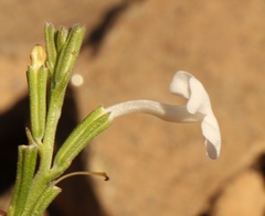Chascanum cuneifolium