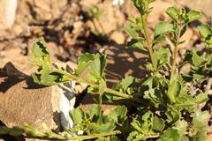 Chascanum cuneifolium