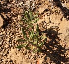 Pachypodium