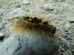 Acronicta major