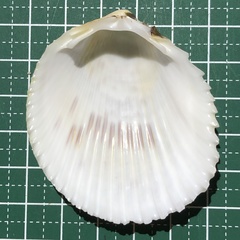 Vasticardium pectiniforme