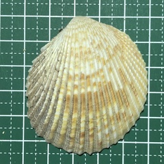 Vasticardium pectiniforme