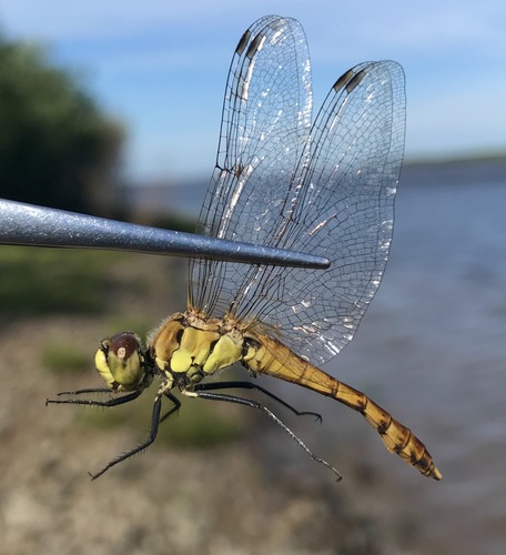 Sympetrum cordulegaster