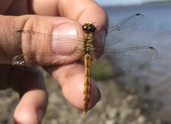 Sympetrum cordulegaster
