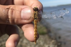 Sympetrum cordulegaster