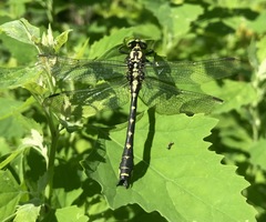 Shaogomphus schmidti