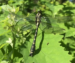 Shaogomphus schmidti