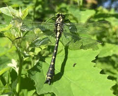 Shaogomphus schmidti