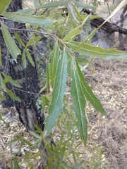Quercus viminea