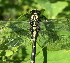 Shaogomphus schmidti