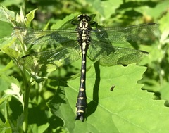Shaogomphus schmidti