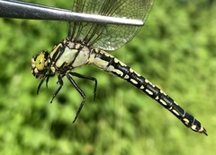 Nihonogomphus ruptus