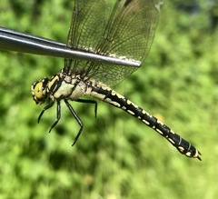 Nihonogomphus ruptus