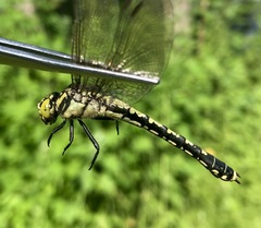 Nihonogomphus ruptus