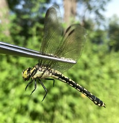 Nihonogomphus ruptus