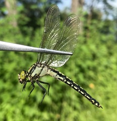 Nihonogomphus ruptus