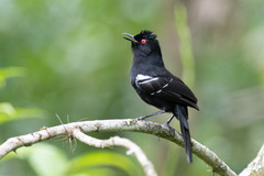 Pyriglena leucoptera