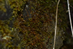 Sciuro-hypnum plumosum