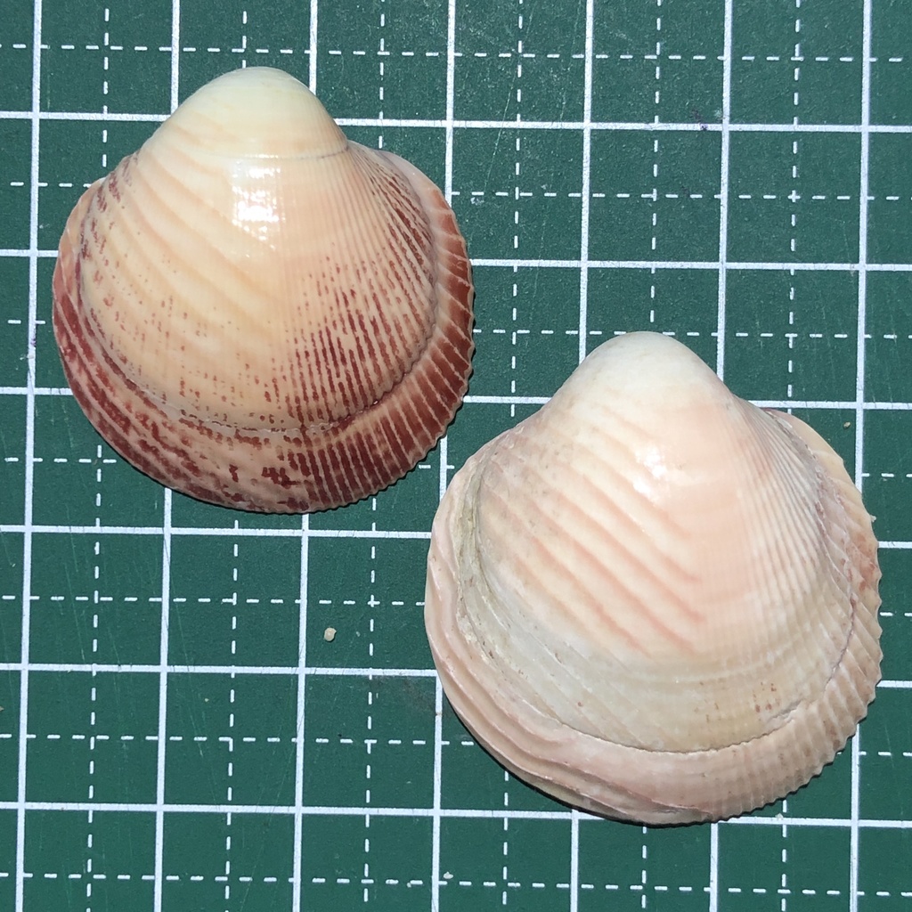 lyre cockle