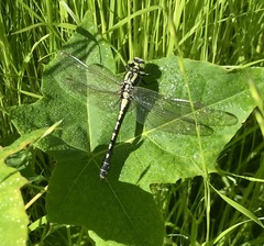 Nihonogomphus ruptus