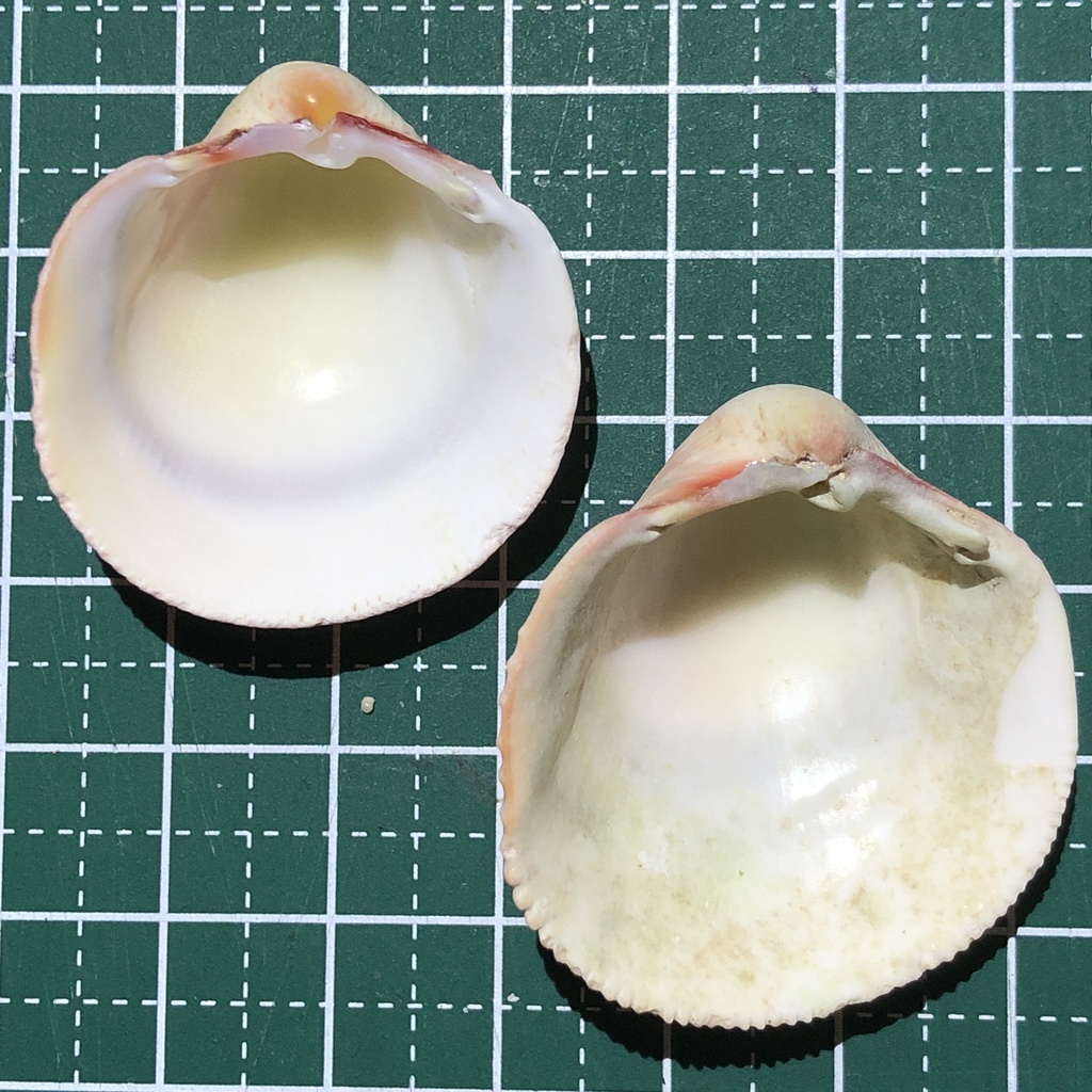 Lyre cockle