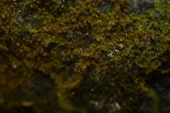 Sciuro-hypnum plumosum