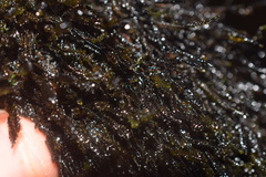 Marsupella emarginata