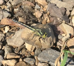 Nihonogomphus ruptus