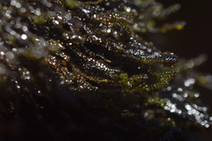 Marsupella emarginata