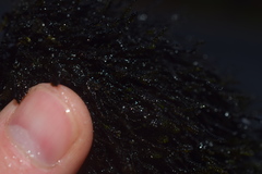 Marsupella emarginata