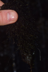 Marsupella emarginata