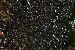 Marsupella emarginata