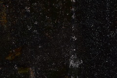 Marsupella emarginata