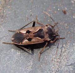 Rhyparochromus vulgaris