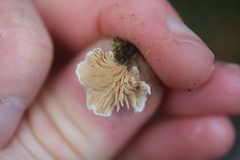 Entoloma byssisedum